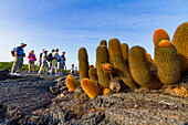 Tourists beside the endemic lava cactus (Brachycereus spp) growing in the Galapagos Island Archipelago, UNESCO World Heritage Site, Ecuador, South America