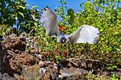 Erwachsene Schwalbenschwanzmöwe (Creagrus furcatus) im Flug im Galapagos-Inselarchipel,UNESCO-Welterbe,Ecuador,Südamerika