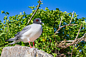 Adult Swallow-tailed gull (Creagrus furcatus) in the Galapagos Island Archipelago, UNESCO World Heritage Site, Ecuador, South America