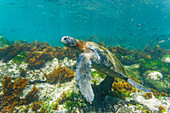 Adult green sea turtle (Chelonia mydas agassizii) underwater in the Galapagos Island Archipelago, UNESCO World Heritage Site, Ecuador, South America