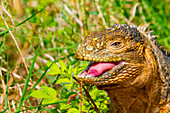 The very colorful Galapagos land iguana (Conolophus subcristatus) in the Galapagos Island Archipelago, UNESCO World Heritage Site, Ecuador, South America