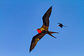 Fregattvögel (Fregata minor) im Flug auf der Insel Genovesa (Turm),im Galapagos-Inselarchipel,UNESCO-Weltnaturerbe,Ecuador,Südamerika