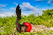 Male Great frigatebird (Fregata minor) in breeding plumage with red gular pouch, on Genovesa (Tower) Island, Galapagos Islands, UNESCO World Heritage Site, Ecuador, South America