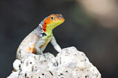 Lava lizard (Microlophus spp) in the Galapagos Island Archipelago, UNESCO World Heritage Site, Ecuador, South America