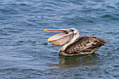 Galapagos-Braunpelikan (Pelecanus occidentalis urinator) bei der Nahrungsaufnahme im Galapagos-Inselarchipel,UNESCO-Welterbe,Ecuador,Südamerika