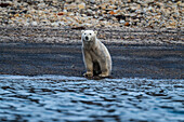 Eisbär (Ursus Maritimus) auf der Insel Axel Heiberg,Nunavut,Kanadische Arktis,Kanada,Nordamerika