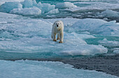 Polar bear (Ursus Maritimus) on Axel Heiberg island, Nunavut, Canadian Arctic, Canada, North America