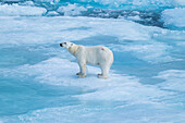 Eisbär (Ursus Maritimus) auf der Insel Axel Heiberg,Nunavut,Kanadische Arktis,Kanada,Nordamerika