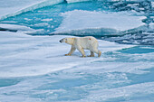 Eisbär (Ursus Maritimus) auf der Insel Axel Heiberg,Nunavut,Kanadische Arktis,Kanada,Nordamerika