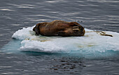 Walrus (Odobenus rosmarus), Axel Heiberg island, Nunavut, Canadian Arctic, Canada, North America