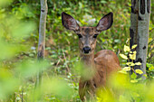 Mule Deer Doe (Odocoileus hemionus) in the summer forest, Kananaskis, Alberta, Canada, North America