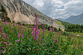 Alpine wildflower meadows with fireweed (Chamaenerion angustifolium) along the Ptarmigan Cirque Trail in summer, Kananaskis Country, Alberta, Canadian Rockies, Canada, North America