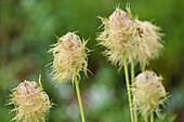 Pasqueflower seedheads (Anemone occidentalis) in its subalpine environment, Canadian Rockies, Canada, North America