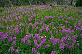 Alpine wildflower meadows with fireweed (Chamaenerion angustifolium) along the Ptarmigan Cirque Trail in summer, Kananaskis Country, Alberta, Canadian Rockies, Canada, North America