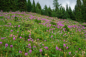 Alpine wildflower meadows with fireweed (Chamaenerion angustifolium) along the Ptarmigan Cirque Trail in summer, Kananaskis Country, Alberta, Canadian Rockies, Canada, North America