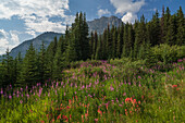 Wildflowers in an alpine meadow, Alpine Paintbrush, Fireweed, Canadian Rockies, Alberta, Canada, North America