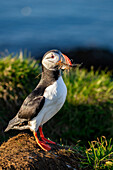 Ein Papageientaucher (Fratercula arctica),mit Zweigen im Schnabel in Borgarfjaroarhofn,Island,Polargebiete