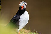 Ein Papageientaucher (Fratercula arctica),in Borgarfjaroarhofn,Island,Polargebiete