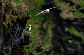 Ein Papageientaucher (Fratercula arctica),auf einer Klippe mit einer Islandmöwe (Larus glaucoides),die über ihm schwebt,auf den Westmännerinseln,Island,Polargebiete