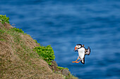 Ein Papageientaucher (Fratercula arctica) bei der Landung auf einer Klippe in Borgarfjaroarhofn,Island,Polargebiete