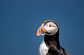 Ein Papageientaucher (Fratercula arctica),in Borgarfjaroarhofn,Island,Polargebiete