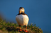 Ein Papageientaucher (Fratercula arctica),auf einer Klippe in Borgarfjaroarhofn,Island,Polargebiete