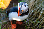 Ein Papageientaucher (Fratercula arctica),in Borgarfjaroarhofn,Island,Polargebiete