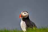 Ein Papageientaucher (Fratercula arctica),auf einer Klippe auf den Westmännerinseln,Island,Polargebiete