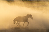 Yilki-Pferd im Staub bei Sonnenuntergang,Hacilar,Kayseri,Kappadokien,Anatolien,Türkei,Kleinasien,Asien