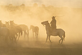 Cowboy on horse with whip herding wild and semi-wild Yilki horses at sunset, Hacilar, Kayseri, Cappadocia, Anatolia, Turkey, Asia Minor, Asia