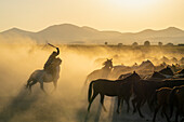 Cowboy on horse with whip herding wild and semi-wild Yilki horses at sunset, Hacilar, Kayseri, Cappadocia, Turkey