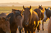 Herd of wild and semi-wild Yilki horses at sunset, Hacilar, Kayseri, Cappadocia, Anatolia, Turkey, Asia Minor, Asia