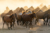 Herde wilder und halbwilder Yilki-Pferde,die bei Sonnenuntergang im Staub laufen,Hacilar,Kayseri,Kappadokien,Türkei