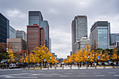 Herbstliche Blätter und Wolkenkratzer im Zentrum von Tokio,Honshu,Japan,Asien