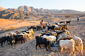 Herd of goats gathered in front of a Bedouin camp near Wadi Dana and Araba Valley, Dana Biosphere Reserve, Jordan, Middle East