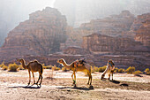 Camels in Wadi Rum, UNESCO World Heritage Site, Jordan, Middle East