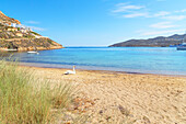 Mute swan resting on Livadi beach, Serifos Island, Cyclades, Greek Islands, Greece, Europe