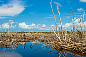 Inland lagoon, Cabo San Antonio, Guanahacabibes Peninsula National Park and Biosphere Reserve, Pinar del Rio, Cuba, West Indies, Caribbean, Central America