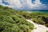 Aromatic salvia marina, Punta El Holondes, Guanahacabibes Peninsula National Park and Biosphere Reserve, Pinar del Rio, Cuba, West Indies, Caribbean, Central America