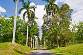 Avenue leading into Cienfuegos Botanical Gardens, Cienfuegos Province, Cuba, West Indies, Caribbean, Central America