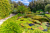 Blick auf Seerosenblätter in einem Teich und tropische Flora in den Botanischen Gärten Giardini la Mortella,Forio,Insel Ischia,Kampanien,Italien,Europa