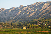 Vineyards at dawn, Puyloubier, Bouches du Rhone, Provence Alpes Cote d'Azur, France, Europe