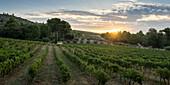 Vineyards at dawn, Puyloubier, Bouches du Rhone, Provence Alpes Cote d'Azur, France, Europe