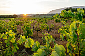 Vineyards near Puyloubier, Bouches du Rhone, Provence Alpes Cote d'Azur, France, Europe