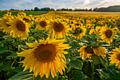 View of sunflowers at Barlow Sunflower Fields, Barlow, Derbyshire, England, United Kingdom, Europe