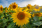 View of sunflowers at Barlow Sunflower Fields, Barlow, Derbyshire, England, United Kingdom, Europe