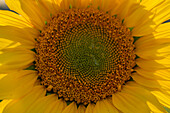 View of sunflowers at Barlow Sunflower Fields, Barlow, Derbyshire, England, United Kingdom, Europe