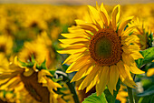 View of sunflowers at Barlow Sunflower Fields, Barlow, Derbyshire, England, United Kingdom, Europe