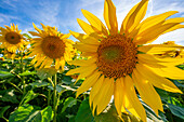 View of sunflowers at Barlow Sunflower Fields, Barlow, Derbyshire, England, United Kingdom, Europe