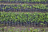 Tree nursery in Kpalime, Togo, West Africa, Africa